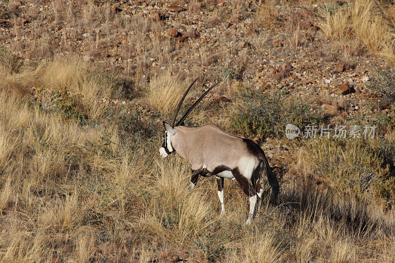 纳米比亚:纳米比亚- naukluft国家公园里的羚羊